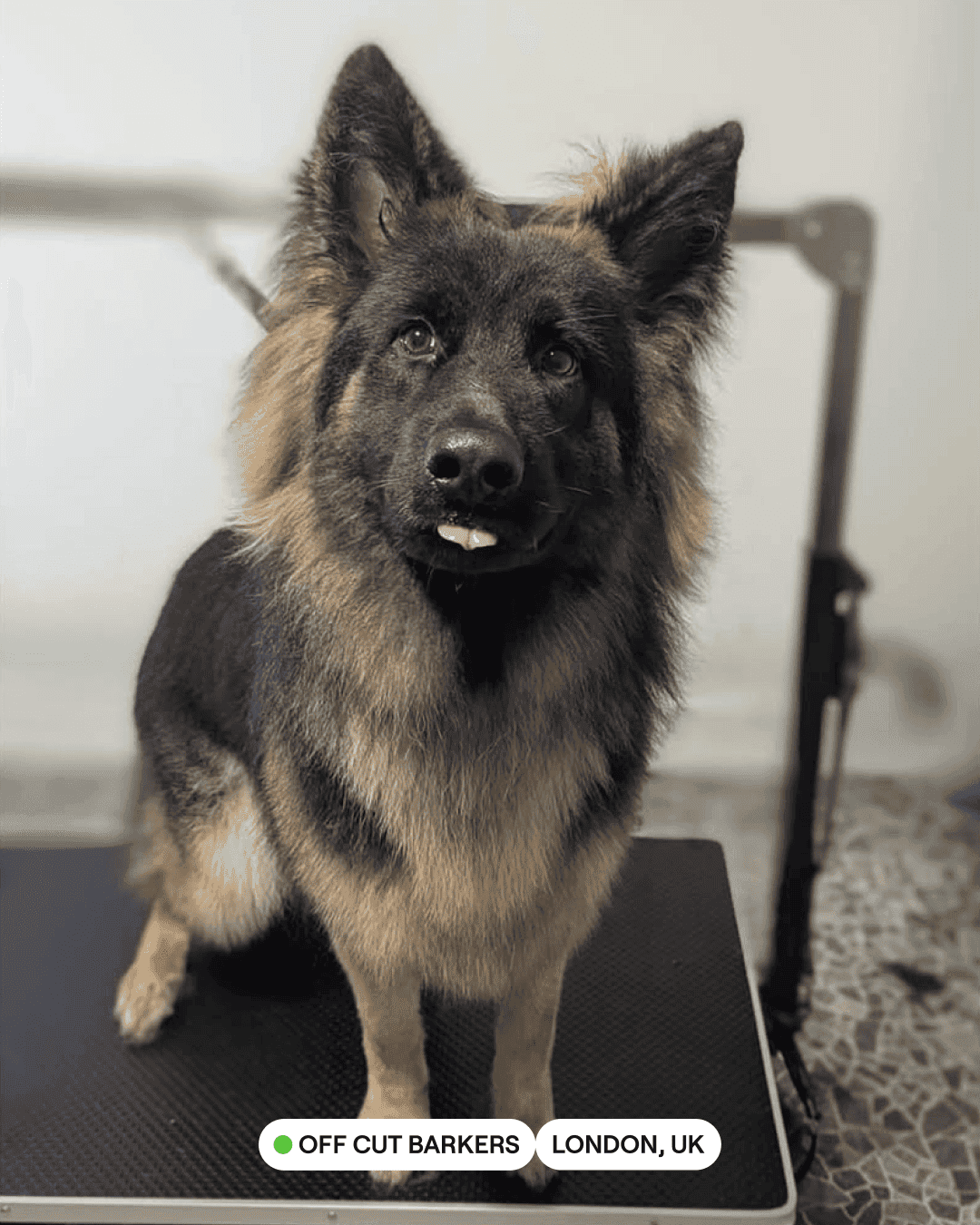 Friday DOGGO.png