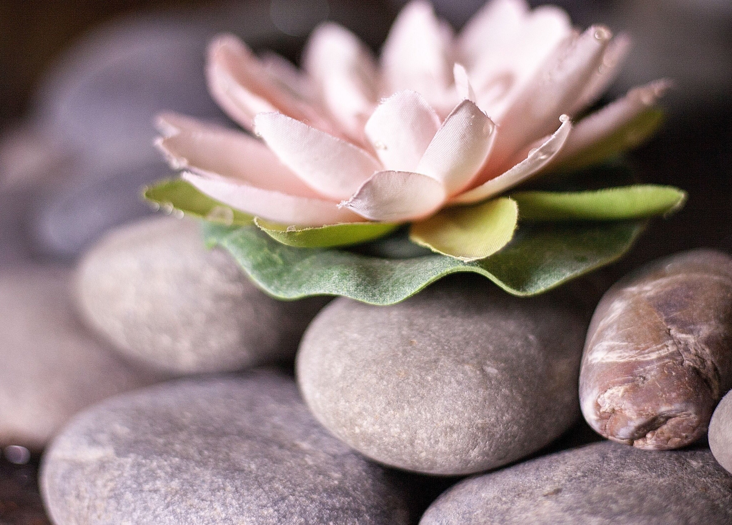 Tranquil lotus on pebbles at Ayana Spa Muscat, Muscat Governorate, OM, embodying serene ambiance.