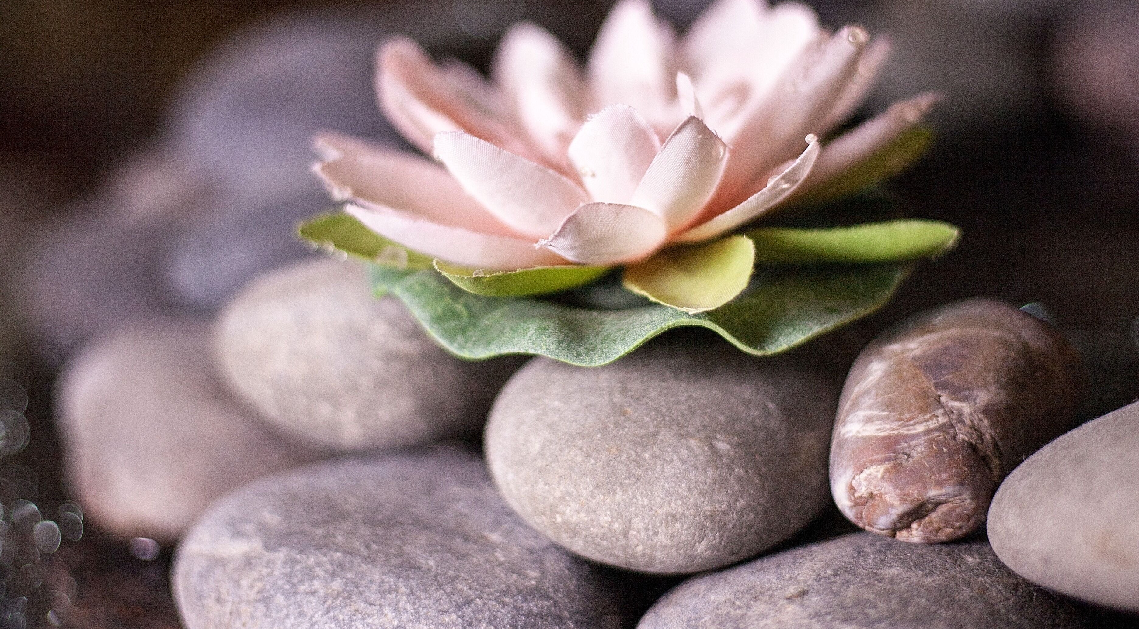 Tranquil lotus on pebbles at Ayana Spa Muscat, Muscat Governorate, OM, embodying serene ambiance.