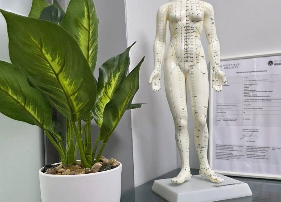 Acupuncture model and plant at All Being Well Health & Acupuncture, Ilkeston, England, GB.