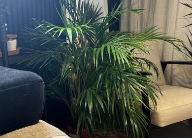 Lush green plant beside a comfy chair at Jessica - Eyelash Specialist, Shefford, England, GB.