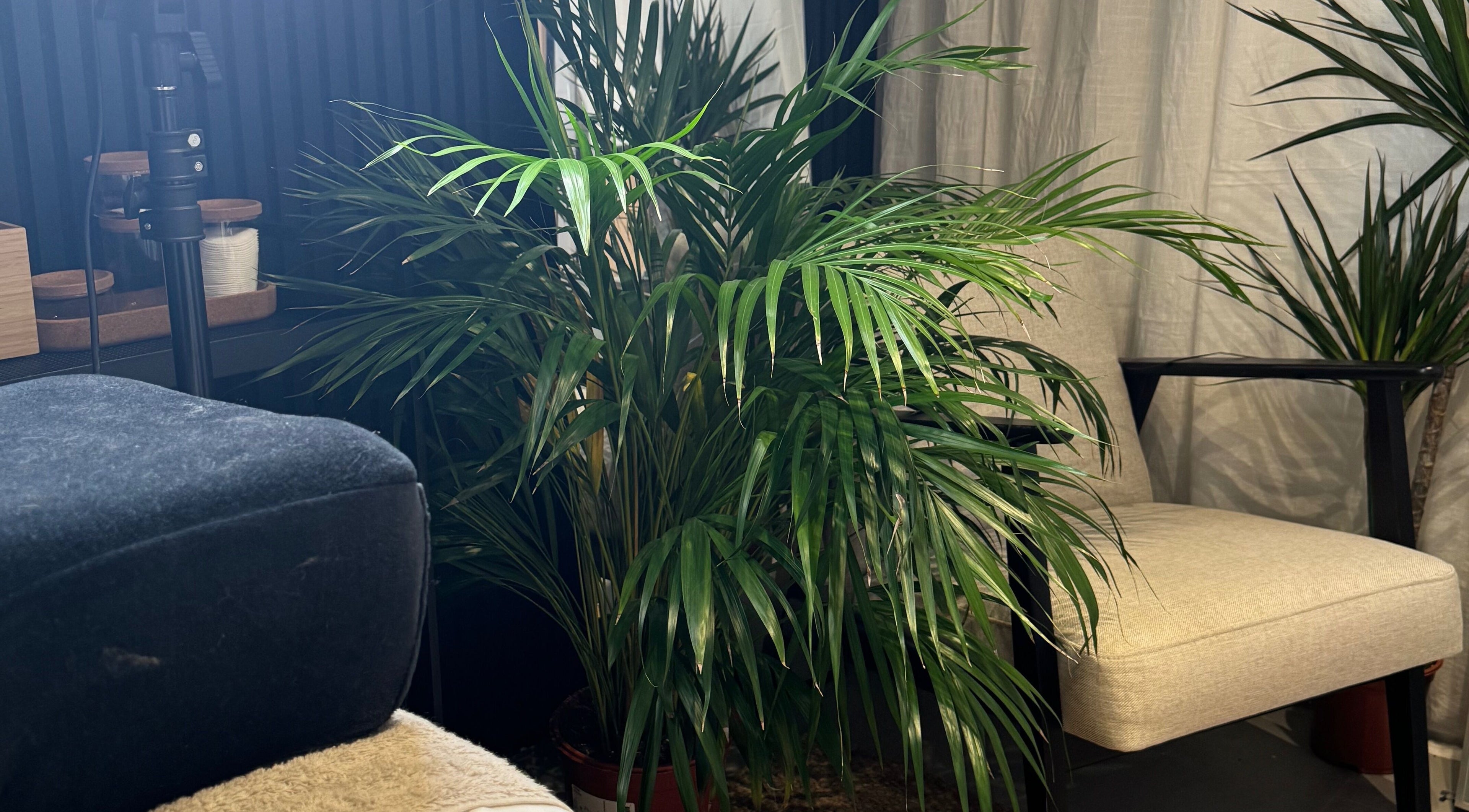 Lush green plant beside a comfy chair at Jessica - Eyelash Specialist, Shefford, England, GB.