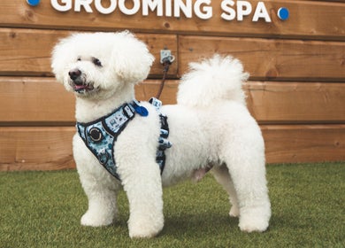 Fluffy dog enjoying premium care at Jetts Grooming Spa, Glasgow, Scotland, GB. Experience quality pet grooming.
