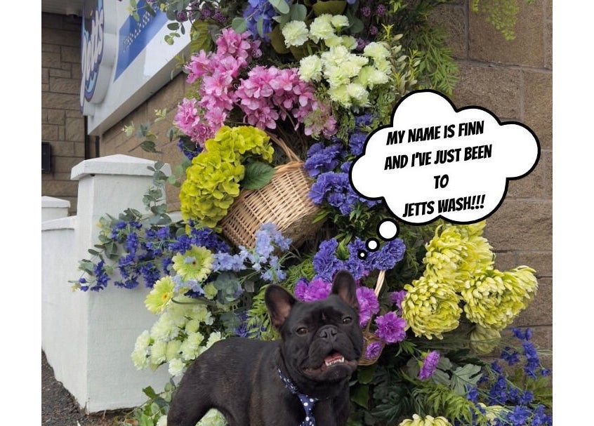 Happy dog with colorful flowers at Jetts Wash, Glasgow, Scotland, GB.