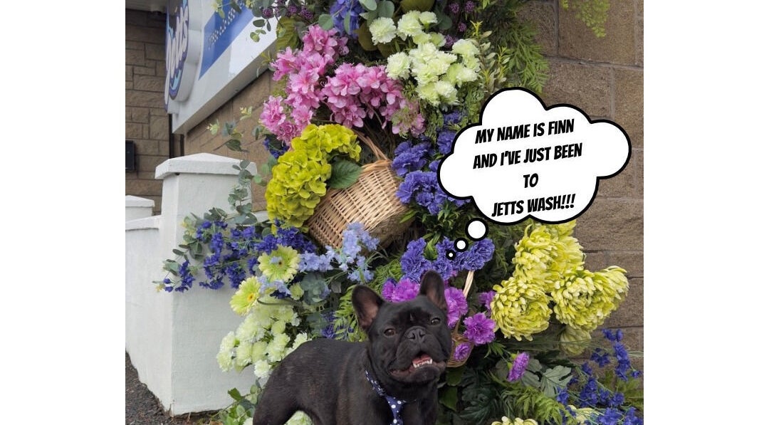 Happy dog with colorful flowers at Jetts Wash, Glasgow, Scotland, GB.