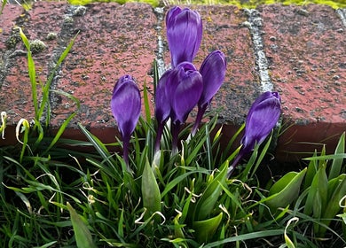 Purple crocus alongside brick at Wild Crocus: Holistic Body Therapies, LLC in Bloomington, Minnesota, US.