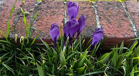Purple crocus alongside brick at Wild Crocus: Holistic Body Therapies, LLC in Bloomington, Minnesota, US.