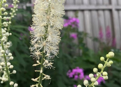Blooming foliage at Wild Crocus: Holistic Body Therapies, LLC, Bloomington, Minnesota, US.