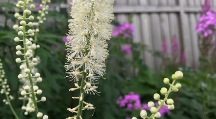 Blooming foliage at Wild Crocus: Holistic Body Therapies, LLC, Bloomington, Minnesota, US.