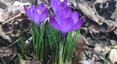 Vibrant purple crocus flowers at UPTOWN Wild Crocus Holistic Therapies in Minneapolis, Minnesota, US.