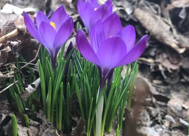 Vibrant purple crocus flowers at UPTOWN Wild Crocus Holistic Therapies in Minneapolis, Minnesota, US.