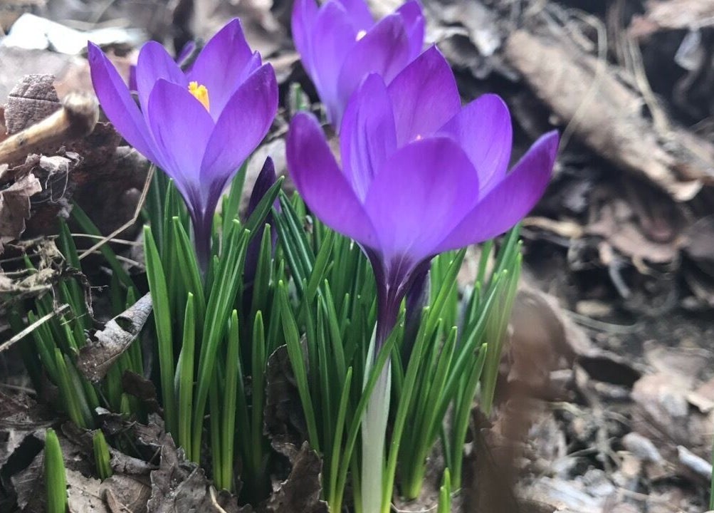 Vibrant purple crocus flowers at UPTOWN Wild Crocus Holistic Therapies in Minneapolis, Minnesota, US.