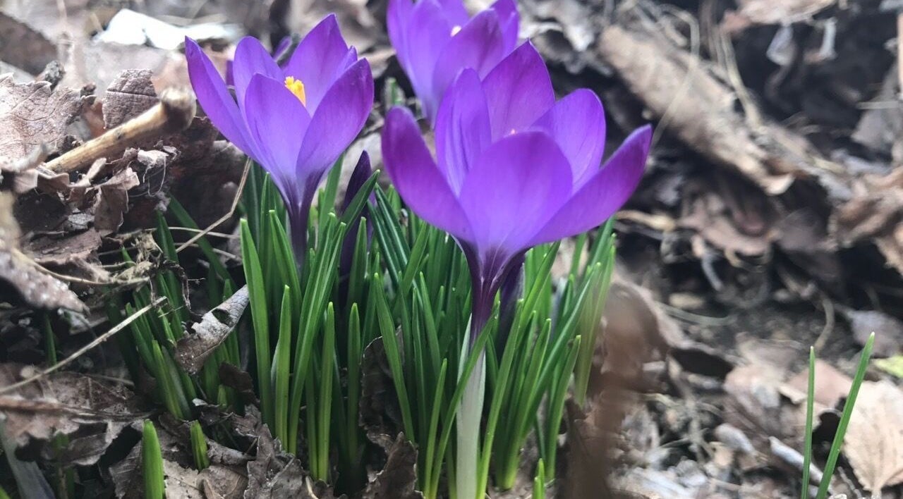 Vibrant purple crocus flowers at UPTOWN Wild Crocus Holistic Therapies in Minneapolis, Minnesota, US.