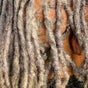 TBH Tha Black Hippie - 2718 El Noble Avenue, Oroville, California