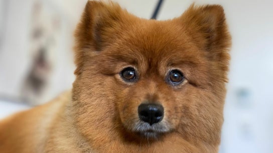 Brushed Pup Grooming