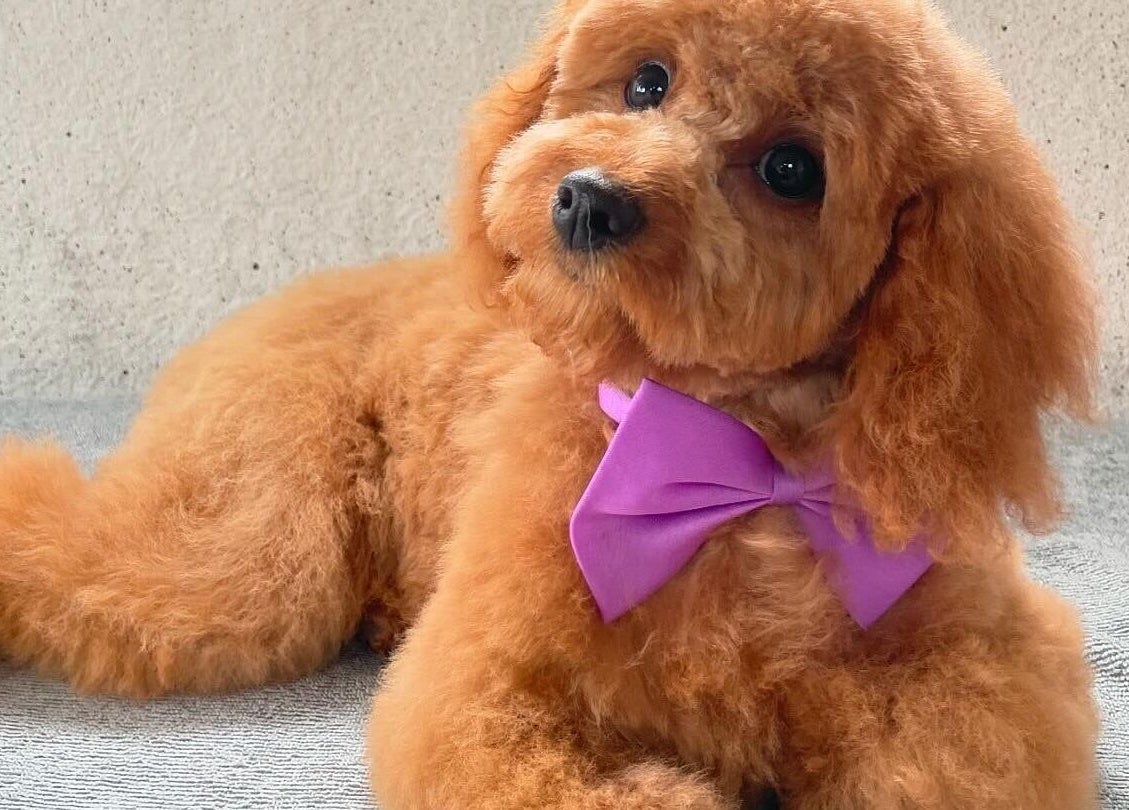 Adorable groomed dog with purple bow at Brushed Pup Grooming, Albion Park Rail, New South Wales, AU.