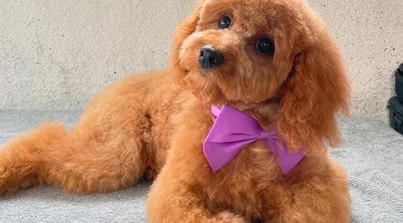 Adorable groomed dog with purple bow at Brushed Pup Grooming, Albion Park Rail, New South Wales, AU.