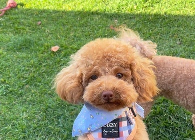 Cute poodle with a stylish bandana at Brushed Pup Grooming, Albion Park Rail, New South Wales, AU.