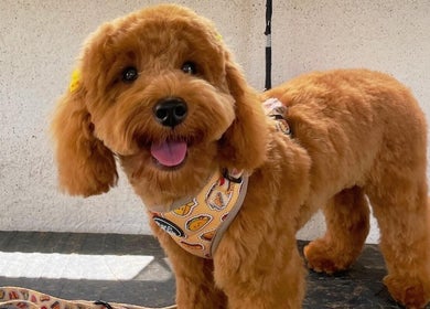 Fluffy, freshly groomed dog at Brushed Pup Grooming, Albion Park Rail, New South Wales, AU.