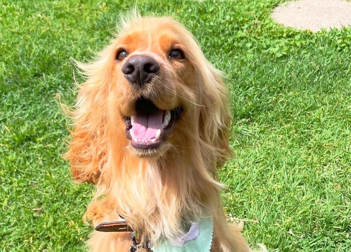 Cheerful dog enjoying the outdoors at Brushed Pup Grooming in Albion Park Rail, New South Wales, AU.