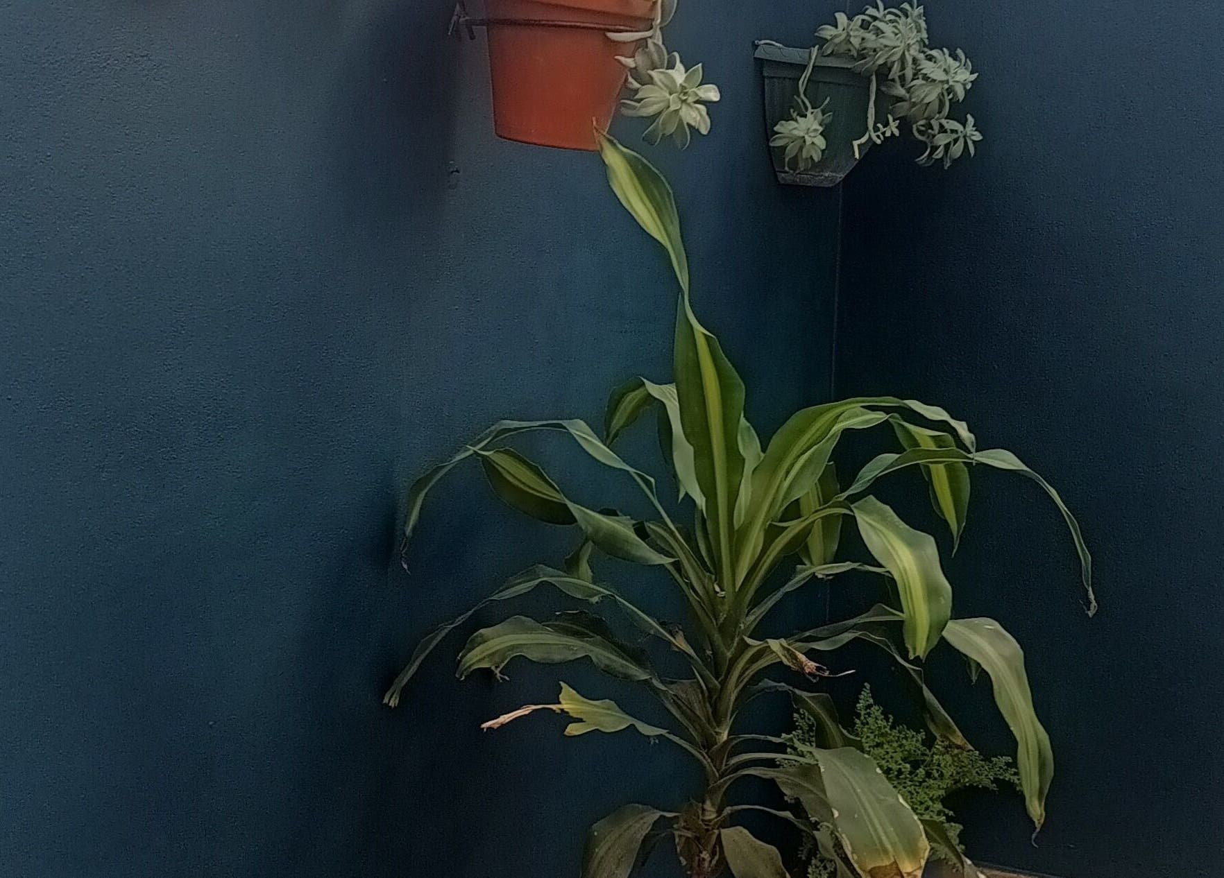 Plantas en macetas en Masajes NANDO y Basthian, Rosario, Santa Fe, AR, creando un ambiente relajante.