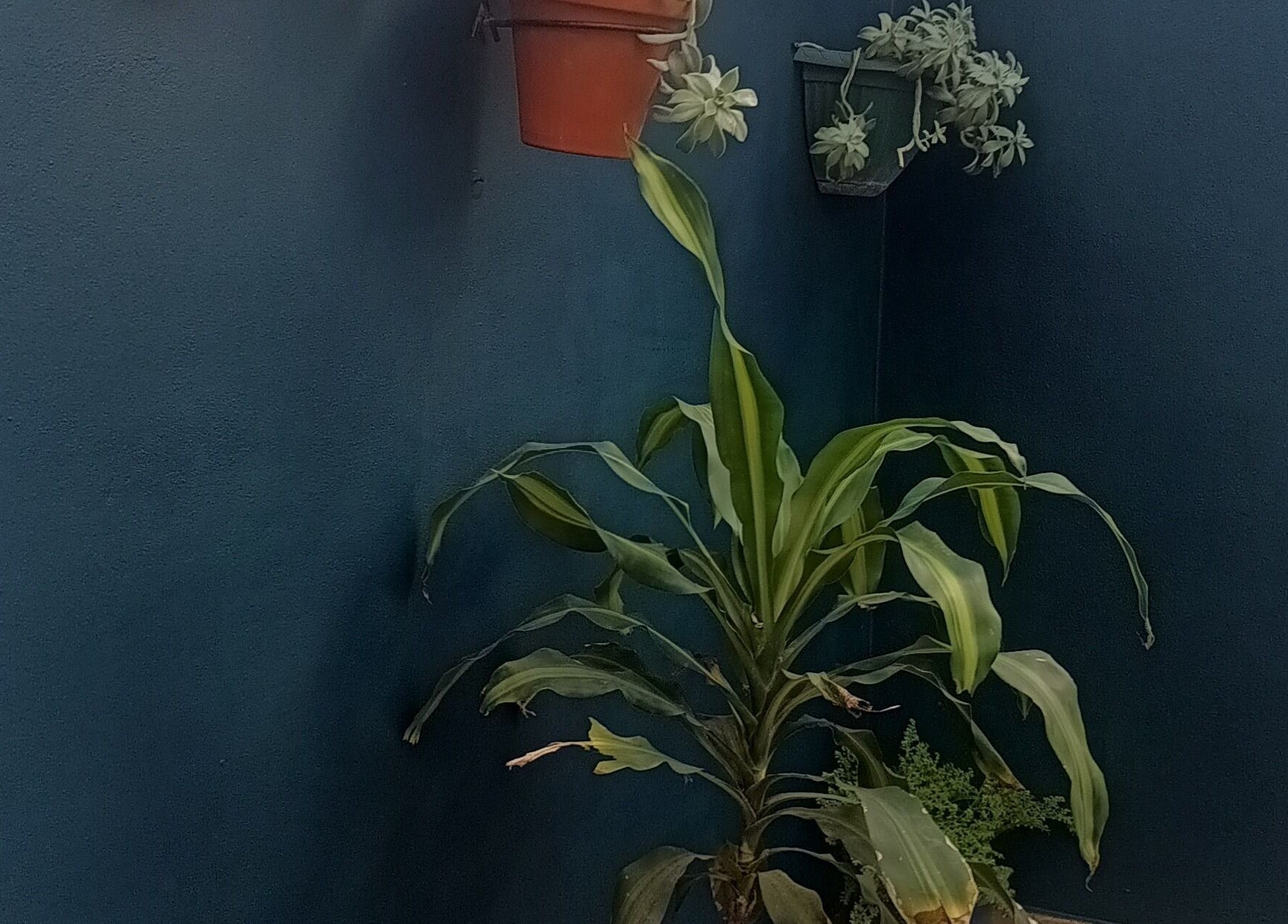 Plantas en macetas en Masajes NANDO y Basthian, Rosario, Santa Fe, AR, creando un ambiente relajante.