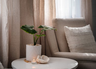 Cozy chair and plant setting at House of Sol, Christchurch, New Zealand, NZ, radiating calm elegance.