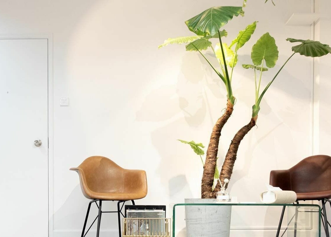 Stylish seating and lush plant at Fjino, Hong Kong Island, HK, creating a peaceful ambiance.