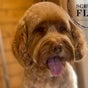 Scruff to Fluff Professional Dog Grooming
