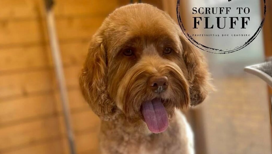 Scruff to Fluff Professional Dog Grooming afbeelding 1