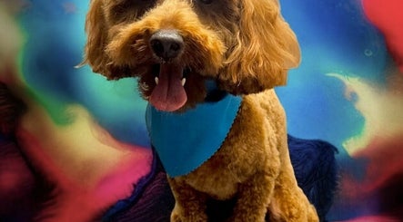 Scruffy To Fluffy Dog Grooming Services image 3