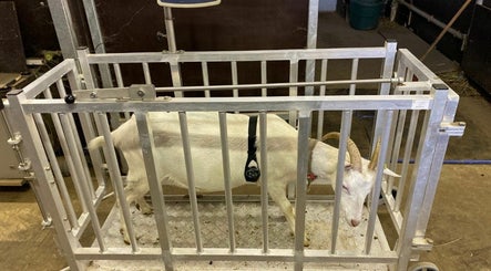 Animal weighing scales price in Uganda +256 700225423 image 3