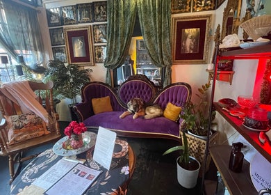 Eclectic decor with a purple velvet sofa and canine at Sirena's Psychic Parleure, New Orleans, Louisiana, US.