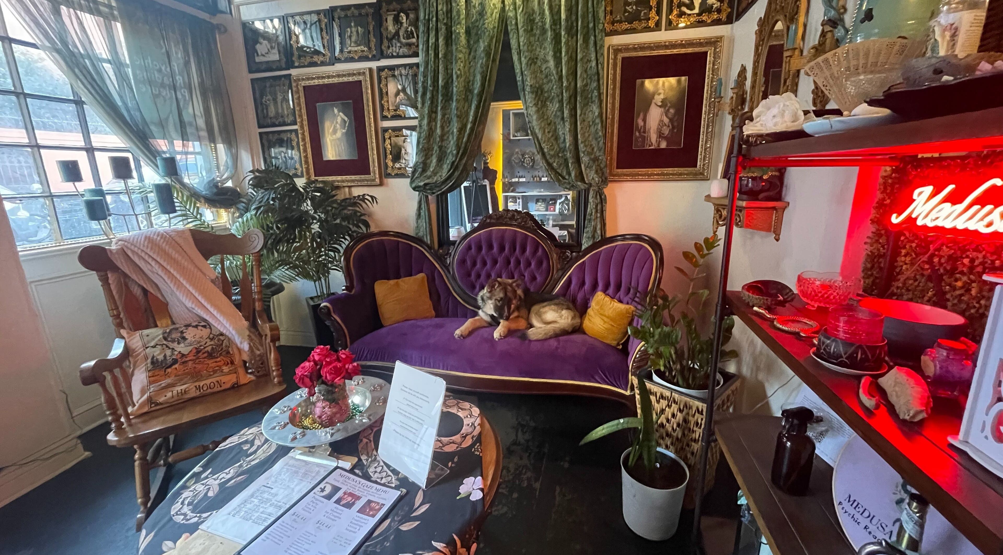 Eclectic decor with a purple velvet sofa and canine at Sirena's Psychic Parleure, New Orleans, Louisiana, US.