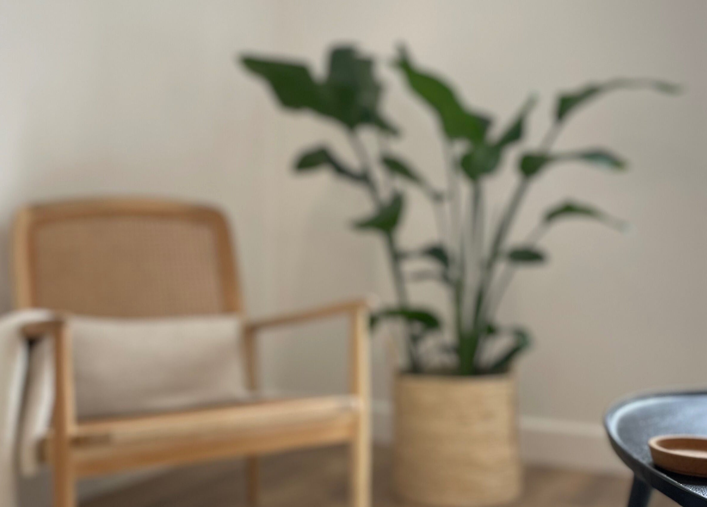 Cozy seating at The Brow Project, Sheffield, England, GB with a plant and table for a relaxing ambiance.