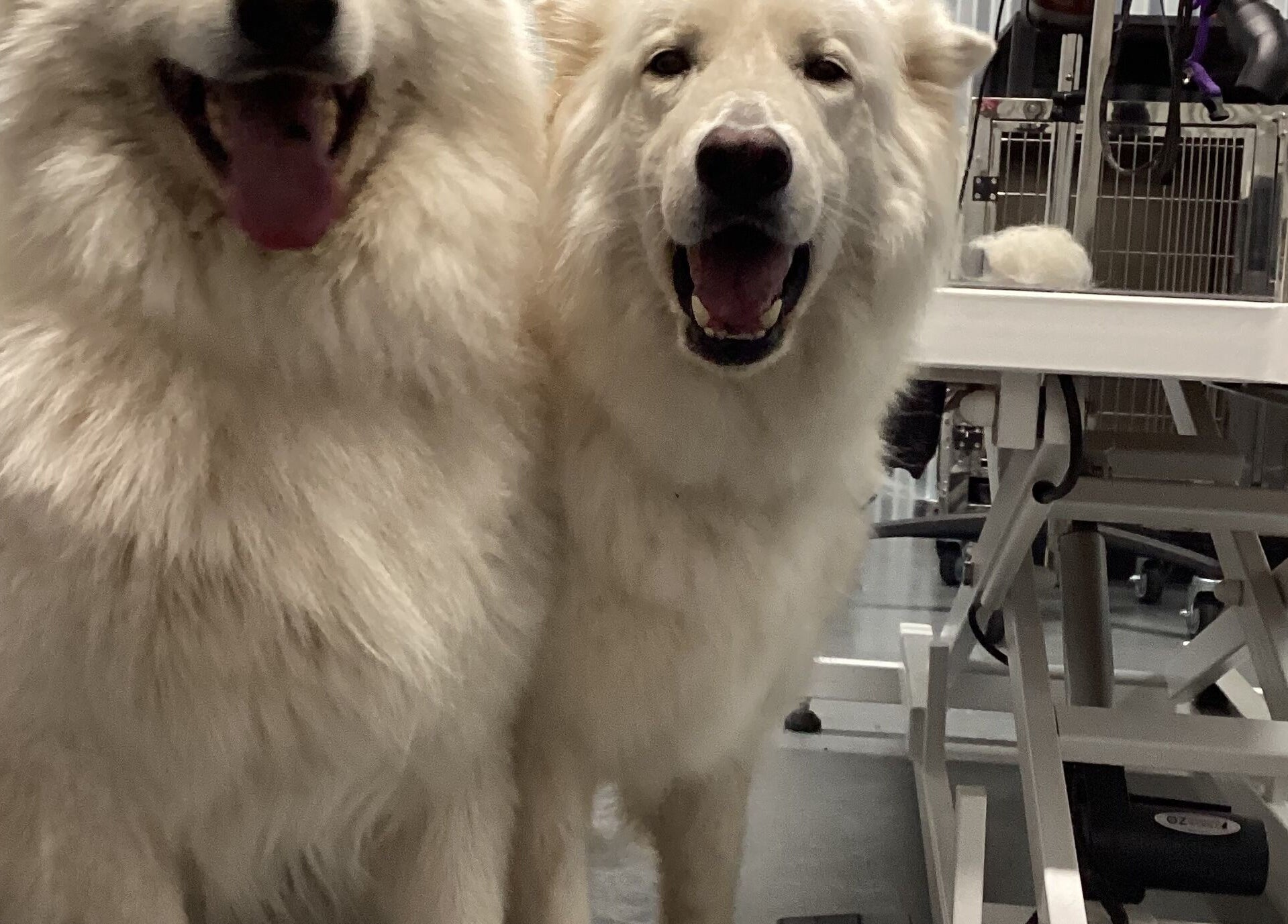 Two fluffy white dogs at GFG Grooming in Griffith, New South Wales, AU, showcasing happy grooming results.