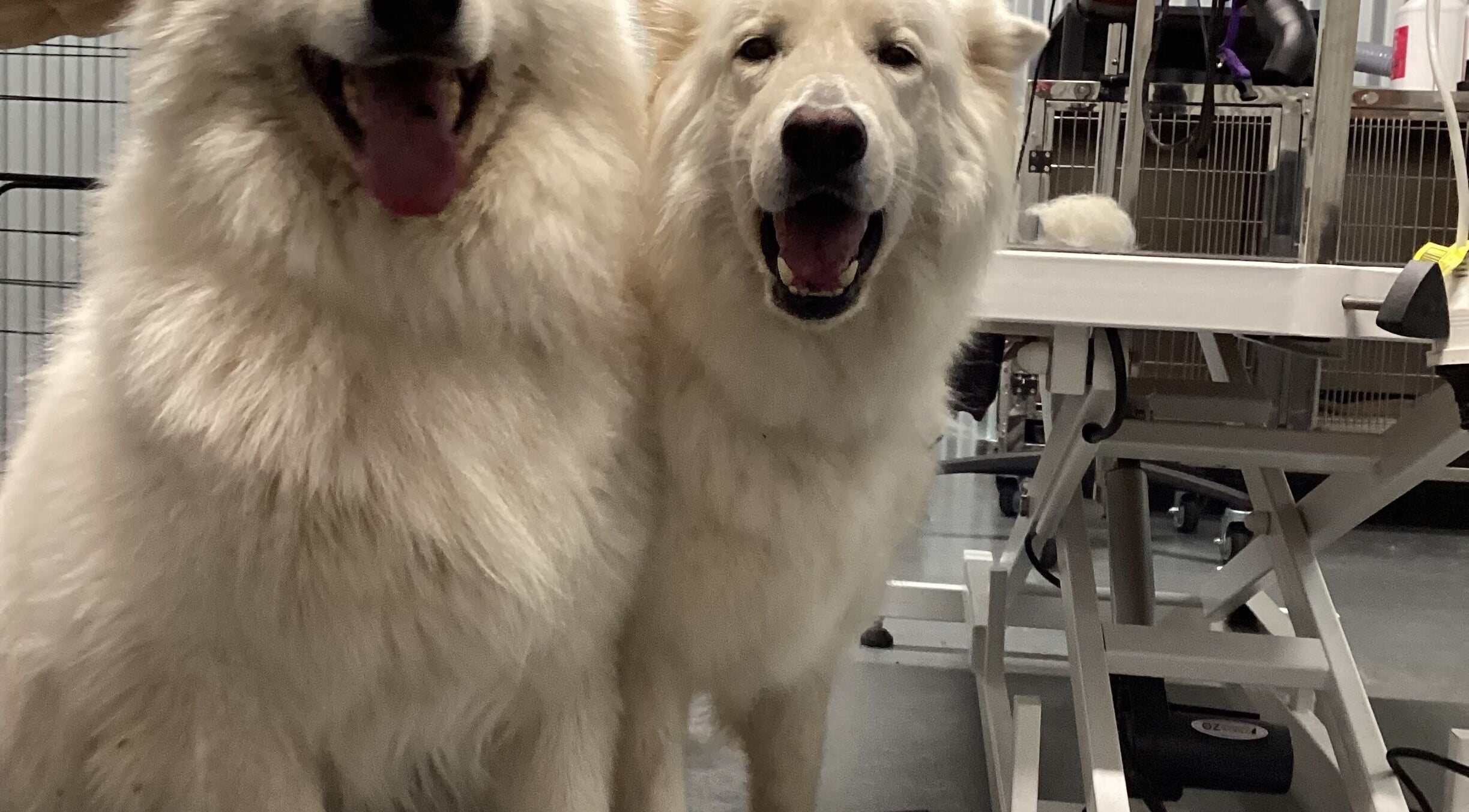 Two fluffy white dogs at GFG Grooming in Griffith, New South Wales, AU, showcasing happy grooming results.