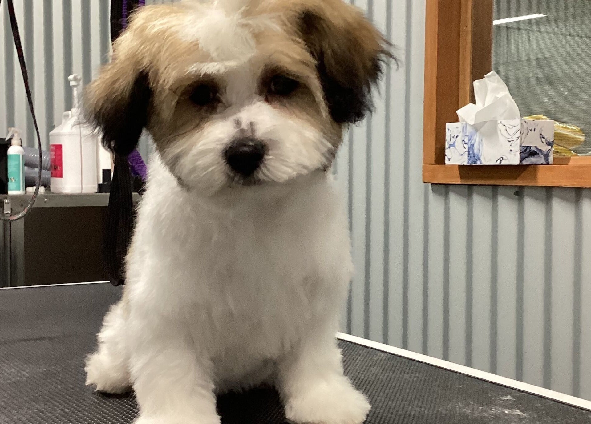 Adorable puppy freshly groomed at GFG Grooming in Griffith, New South Wales, AU.