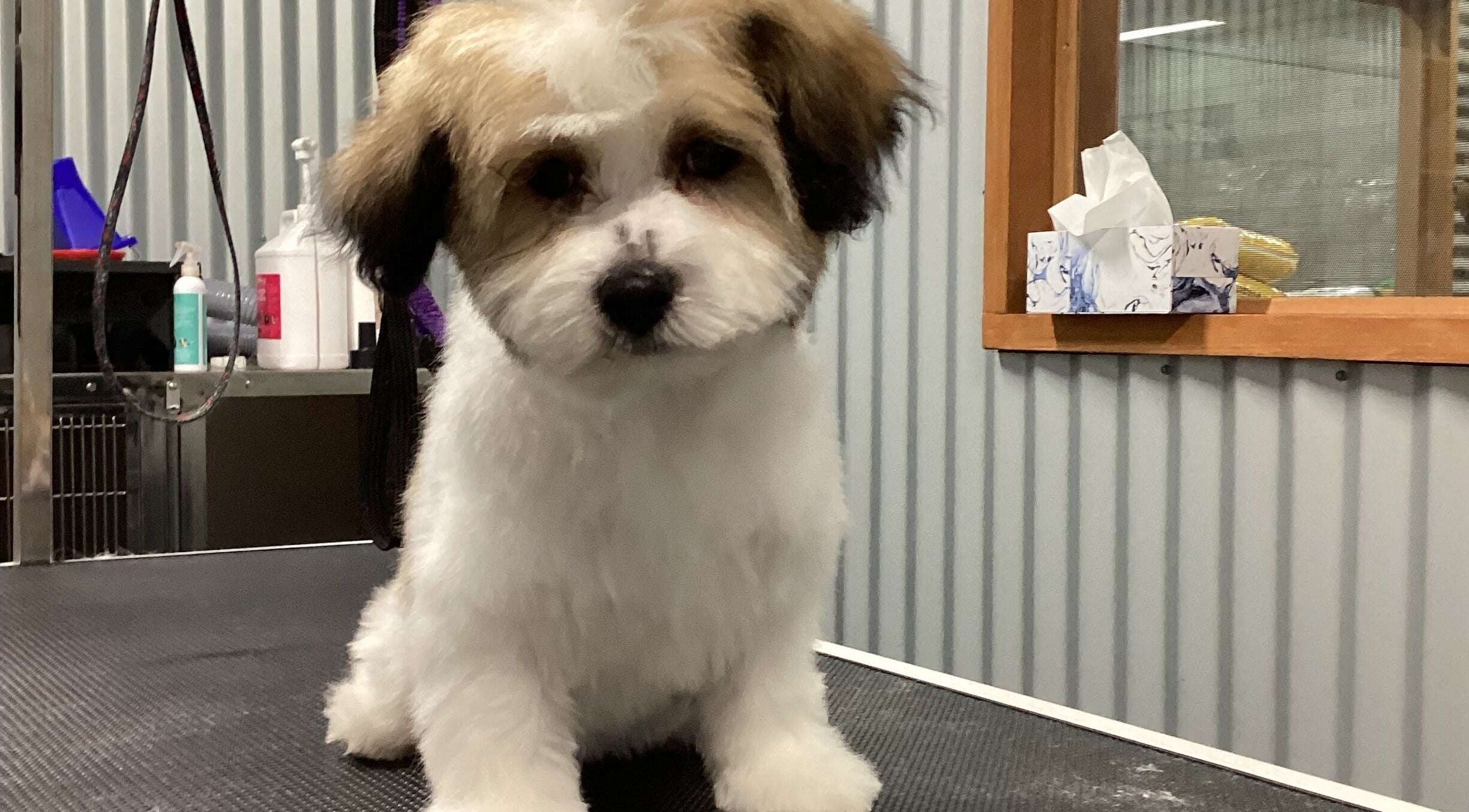 Adorable puppy freshly groomed at GFG Grooming in Griffith, New South Wales, AU.