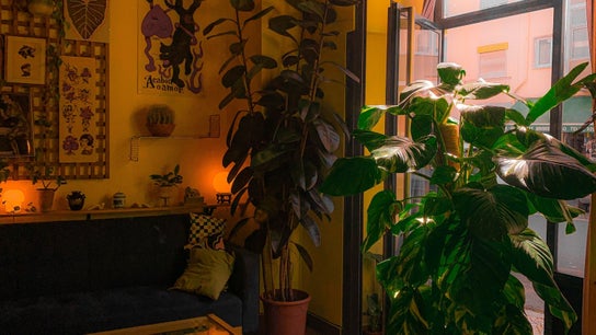 Studio Planta