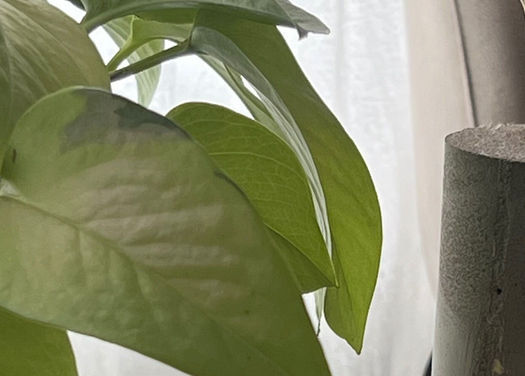 Planta decorativa en Estudio V, Olavarría, Provincia De Buenos Aires, AR, realzando la serenidad del espacio.