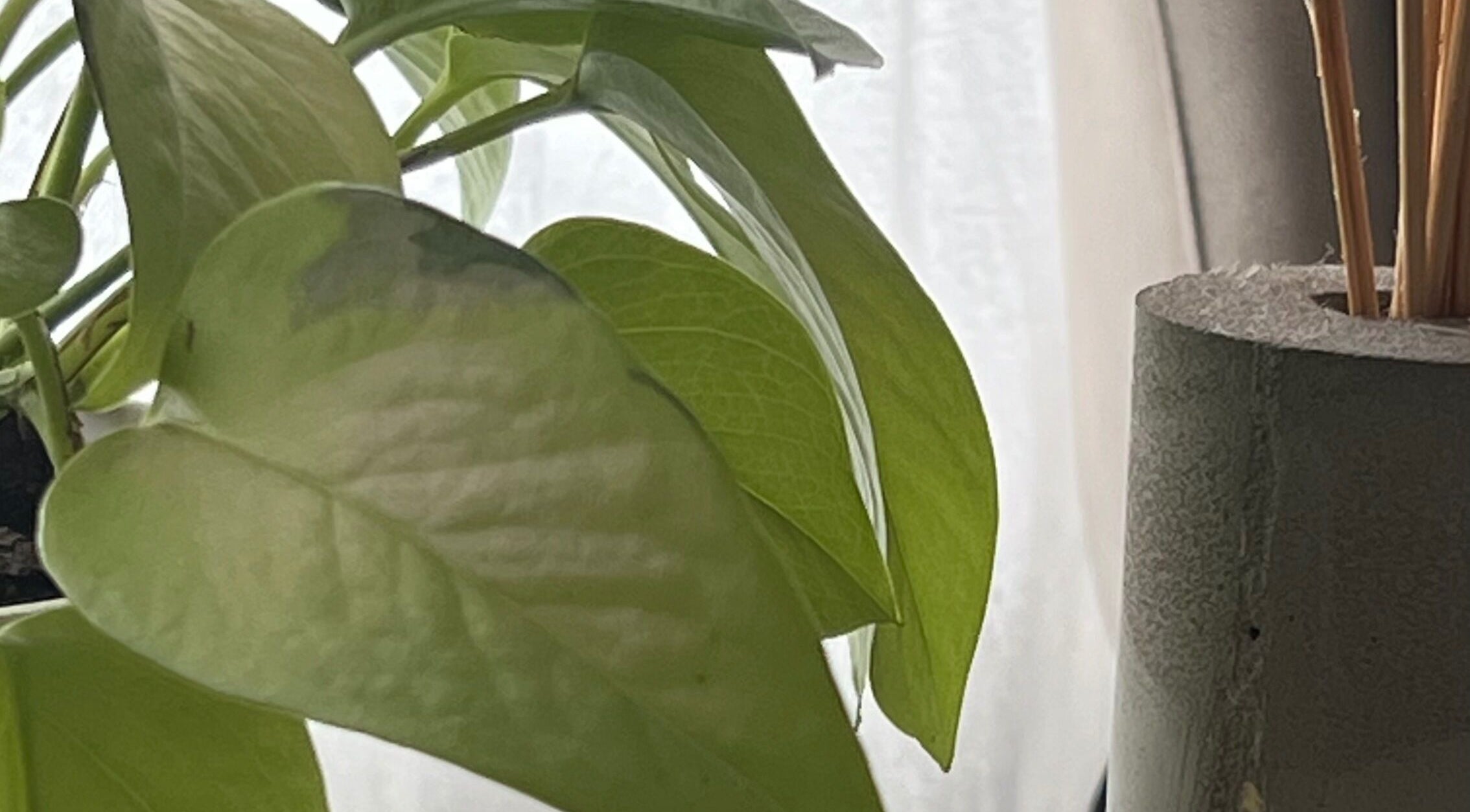 Planta decorativa en Estudio V, Olavarría, Provincia De Buenos Aires, AR, realzando la serenidad del espacio.