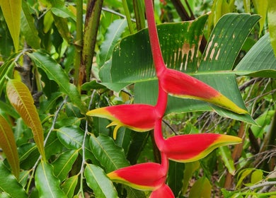 Lush tropical foliage at Essenc8 Relaxation Massage, Cawarral, Queensland, AU, showcasing serene nature.