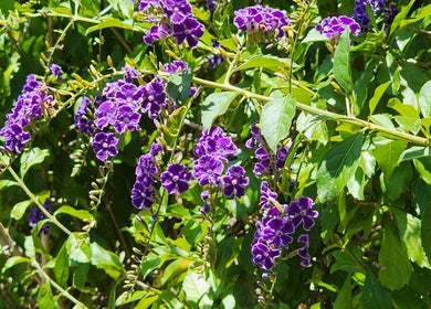 Lush purple flowers at Essenc8 Relaxation Massage, Cawarral, Queensland, AU showcasing natural beauty.