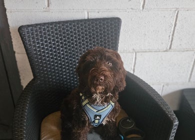 Adorable dog seated at Sweet Escapes Beauty & Wellbeing, Rolleston-on-dove, England, GB.