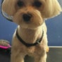 Loveable Litters Spa and Grooming - 3108 Riverbrooke Drive, Riverbrooke, Raleigh, North Carolina