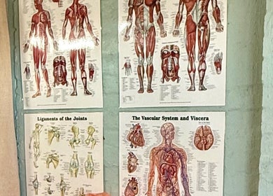 Anatomy chart displays at Natural Edge Beulah Therapy, Devonport, Tasmania, AU, enhancing wellness education.