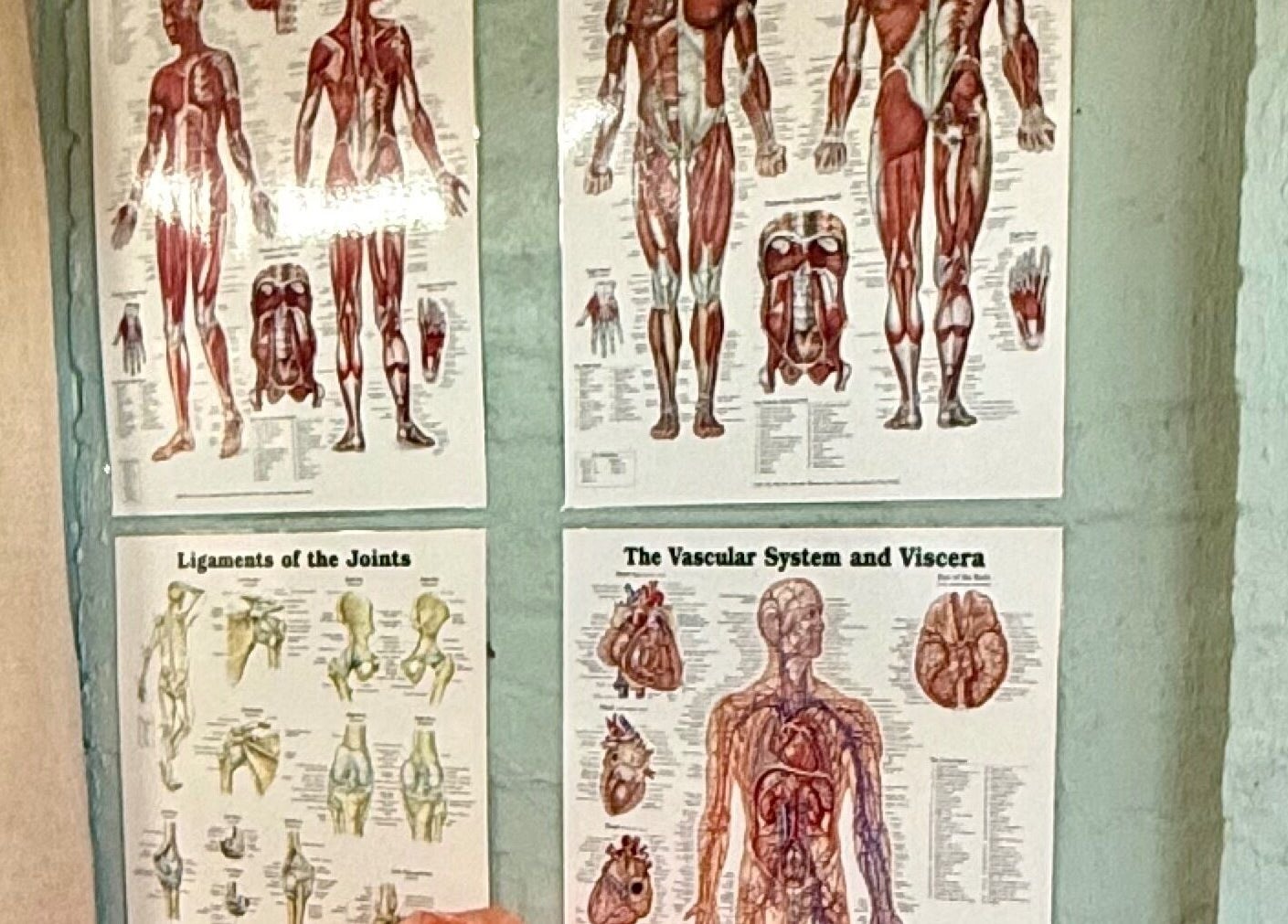 Anatomy posters at Natural Edge Beulah Therapy in Devonport, Tasmania, AU showcasing muscular and vascular systems.