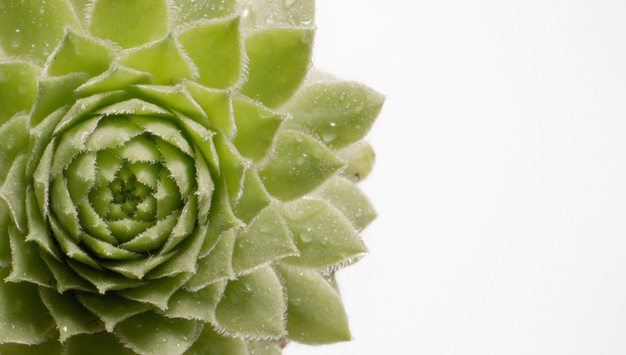 Ein saftiges, grünes Sukkulentenblatt in Alsterhaus Hamburg, Hamburg, DE.