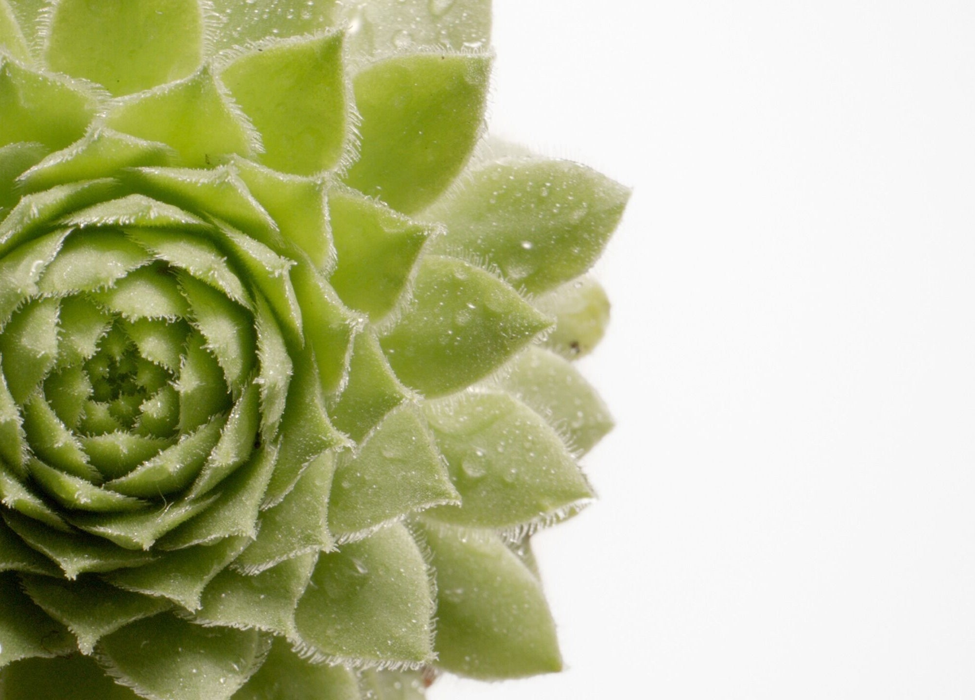 Ein saftiges, grünes Sukkulentenblatt in Alsterhaus Hamburg, Hamburg, DE.